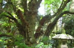 Momiyama Shrine Oita Japan