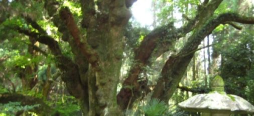 Momiyama Shrine Oita Japan