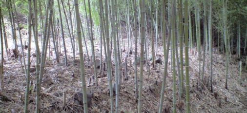 Bamboo was part of Japanese lives.