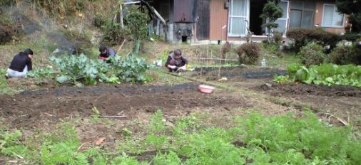 Japanese Vegetable field in Oita