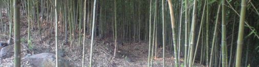 Japanese Gosanchiku Bamboo