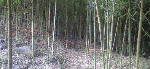 Japanese Gosanchiku Bamboo