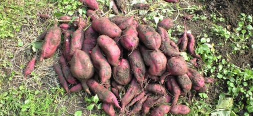 Good Harvest for Potatoes
