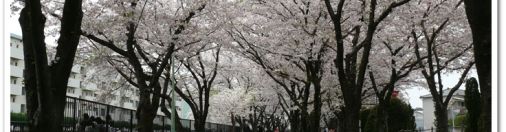 Cherry Blossoms 2011