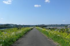 Rape Blossoms Road