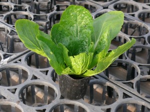 napa-cabbage